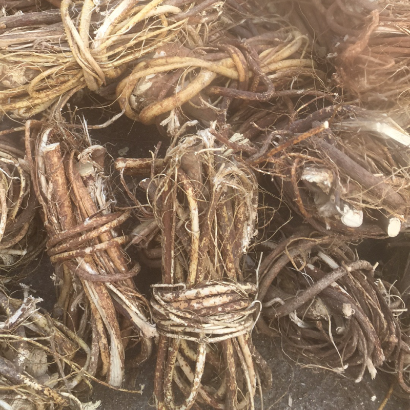 小扎把广西大山中草药野生五指毛桃小扎把，日晒足干香味好