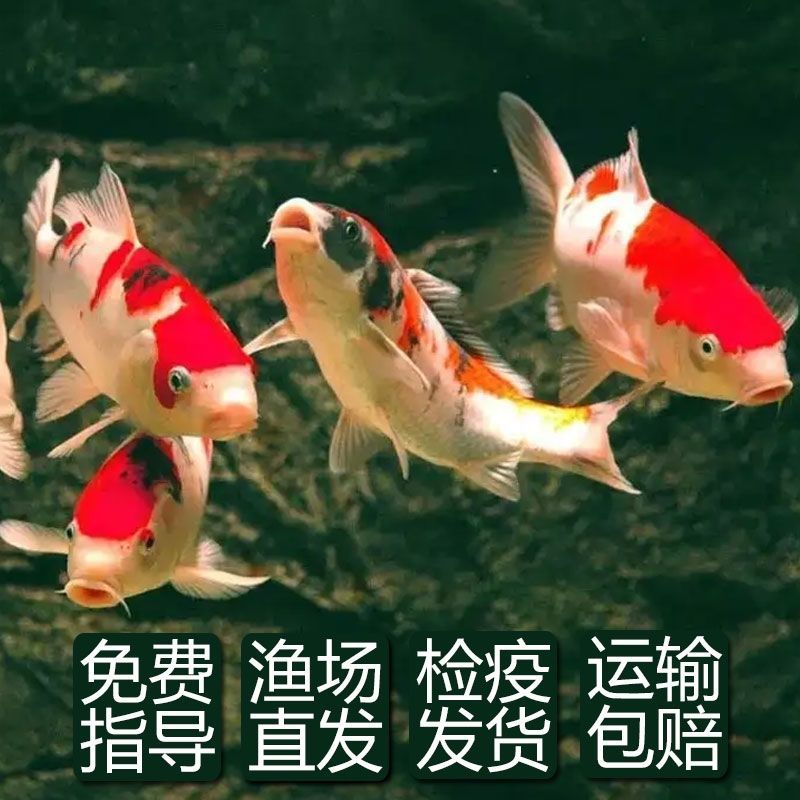 锦鲤鱼冷水淡水观赏鱼活鱼金鱼小型淡水好养红鲤鱼纯种小锦鲤