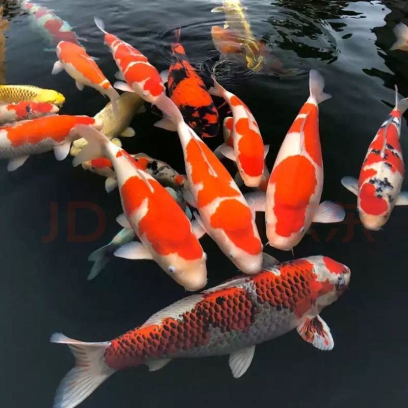 锦鲤鱼冷水淡水观赏鱼活鱼金鱼小型淡水好养红鲤鱼纯种小锦鲤