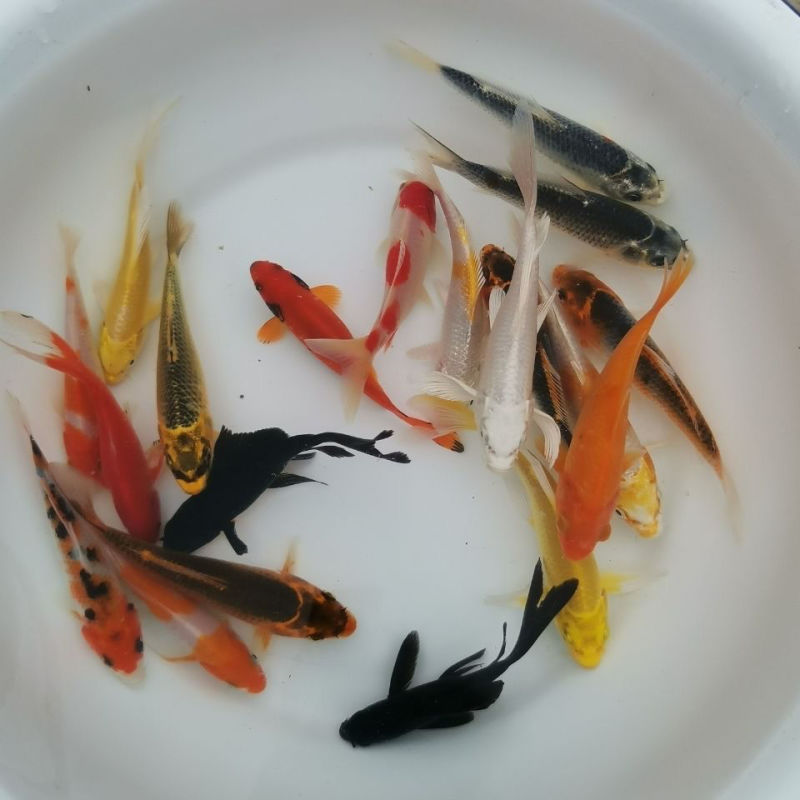 锦鲤鱼冷水淡水观赏鱼活鱼金鱼小型淡水好养红鲤鱼纯种小锦鲤
