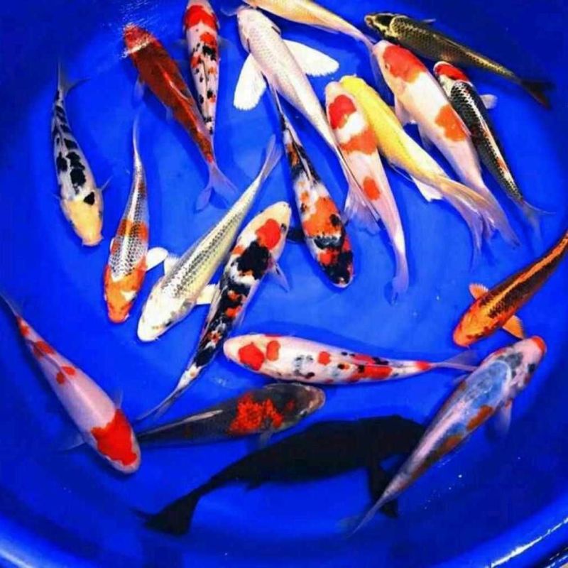 锦鲤鱼冷水淡水观赏鱼活鱼金鱼小型淡水好养红鲤鱼纯种小锦鲤