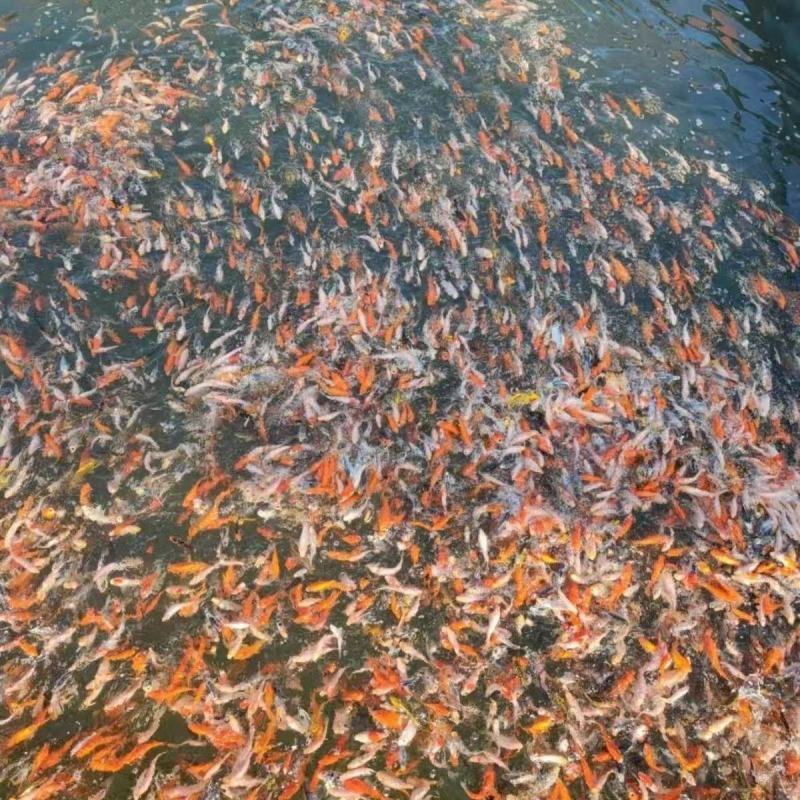 锦鲤鱼冷水淡水观赏鱼活鱼金鱼小型淡水好养红鲤鱼纯种小锦鲤