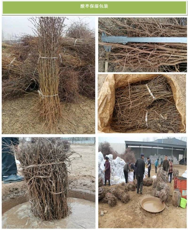 晋酸3号高产药用双仁酸枣苗野生山枣苗南北方种植盆地栽当年