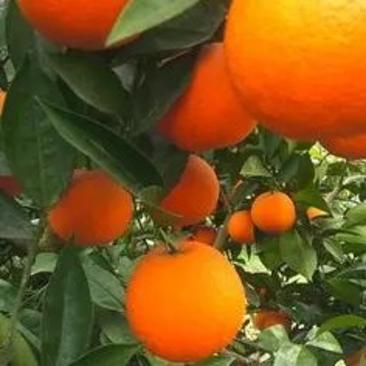 脐橙苗一长叶香橙，自产自销，品种纯