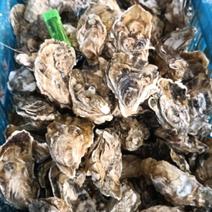 山东海蛎生蚝牡蛎自家养殖品质保证全国发货
