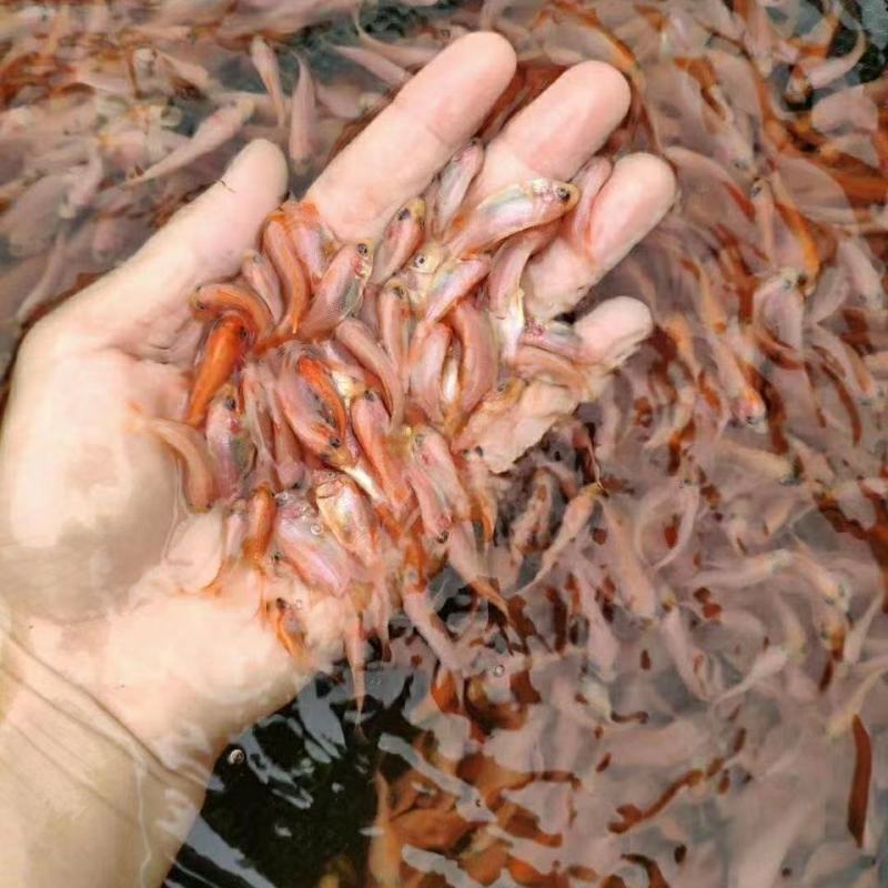 红罗非鱼苗彩虹鲷豹纹红色观赏鱼非洲鲫鱼苗