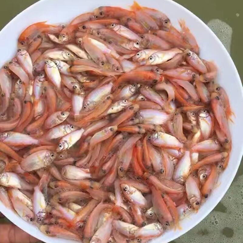 红罗非鱼苗彩虹鲷豹纹红色观赏鱼非洲鲫鱼苗