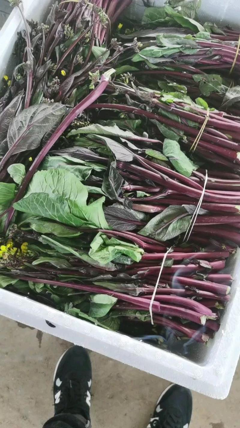 精品红菜苔大量上市湖北产地直供质量保证对接商超