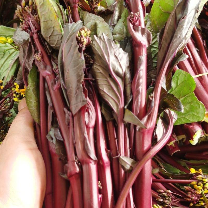 精品红菜苔大量上市湖北产地直供质量保证对接商超