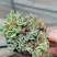 多肉植物奇罗缀化老桩，可一物一拍基地直发货现货出200棵