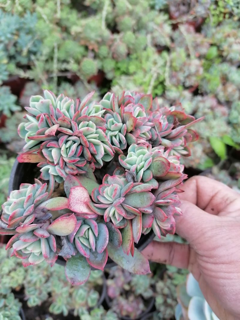 多肉植物奇罗缀化老桩，可一物一拍基地直发货现货出200棵