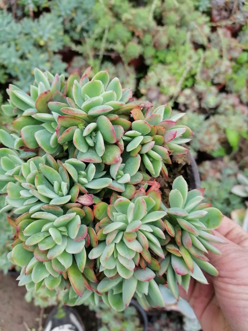 多肉植物奇罗缀化老桩，可一物一拍基地直发货现货出200棵