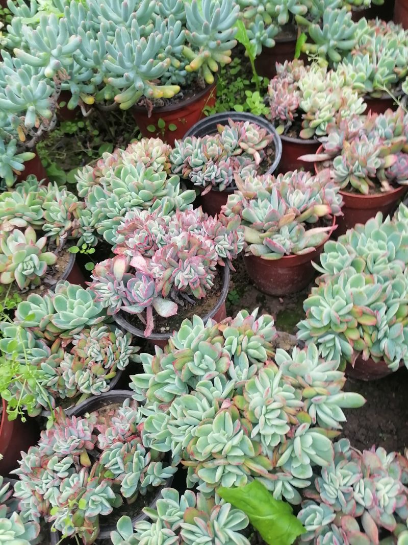 多肉植物奇罗缀化老桩，可一物一拍基地直发货现货出200棵