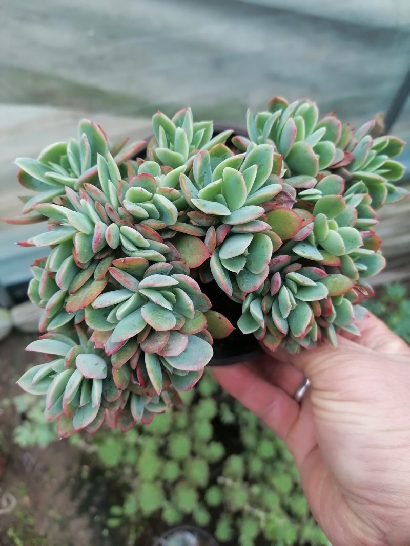 多肉植物奇罗缀化老桩，可一物一拍基地直发货现货出200棵