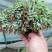 多肉植物奇罗缀化老桩，可一物一拍基地直发货现货出200棵