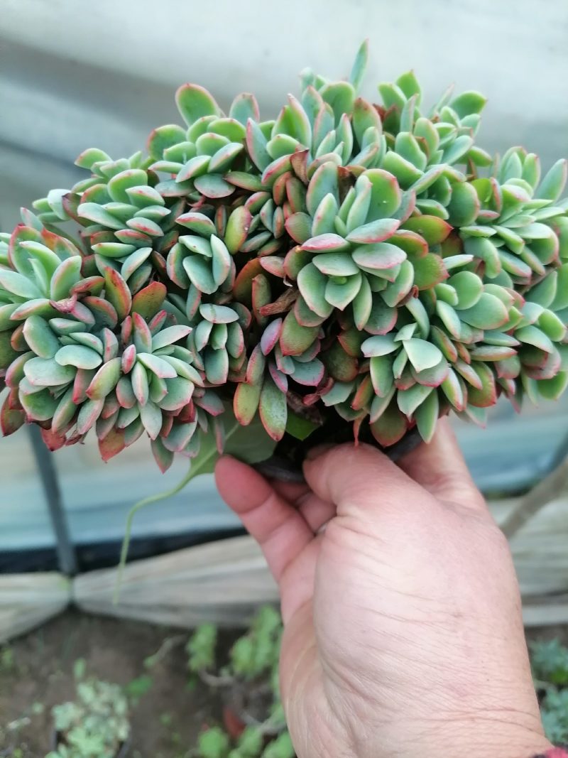 多肉植物奇罗缀化老桩，可一物一拍基地直发货现货出200棵