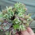 多肉植物奇罗缀化老桩，可一物一拍基地直发货现货出200棵