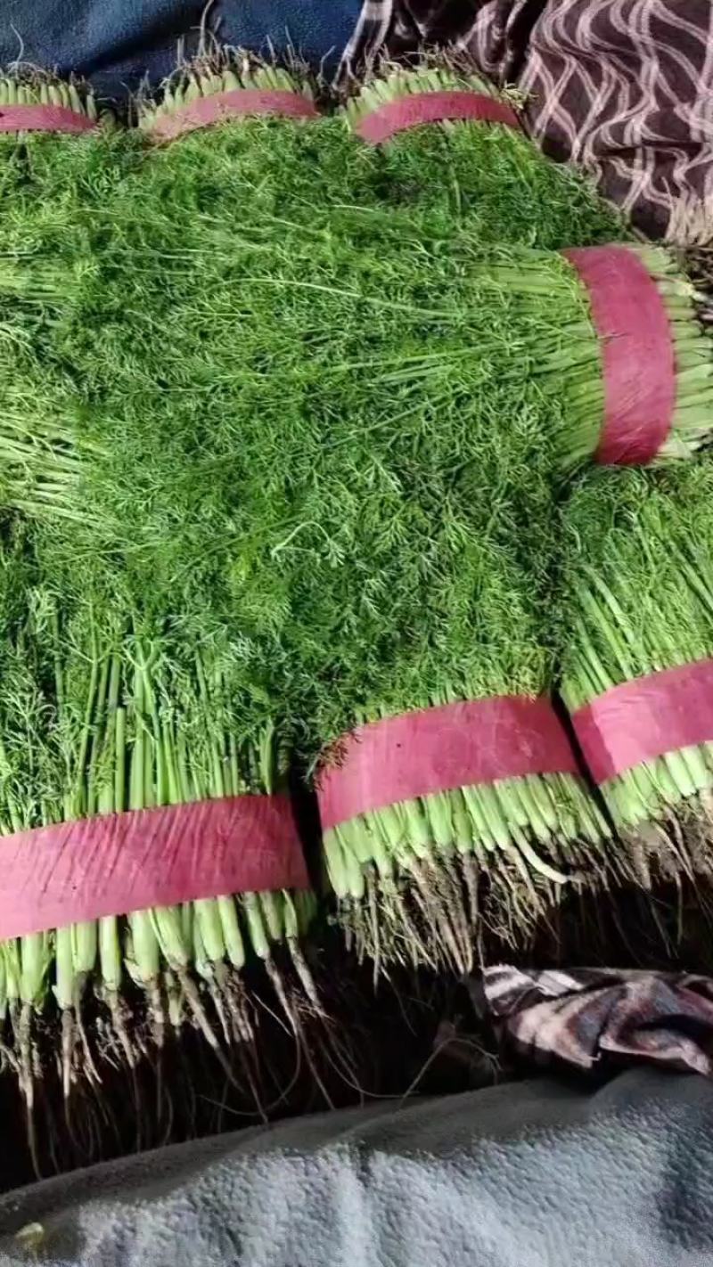 精品茴香产地直销规格齐全价格透明欢迎来电采购交流！