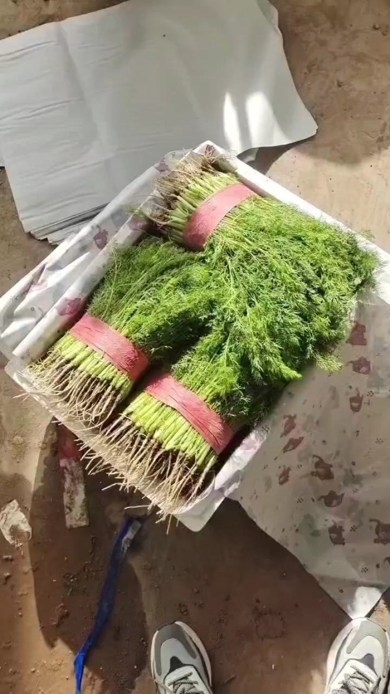 精品茴香产地直销规格齐全价格透明欢迎来电采购交流！