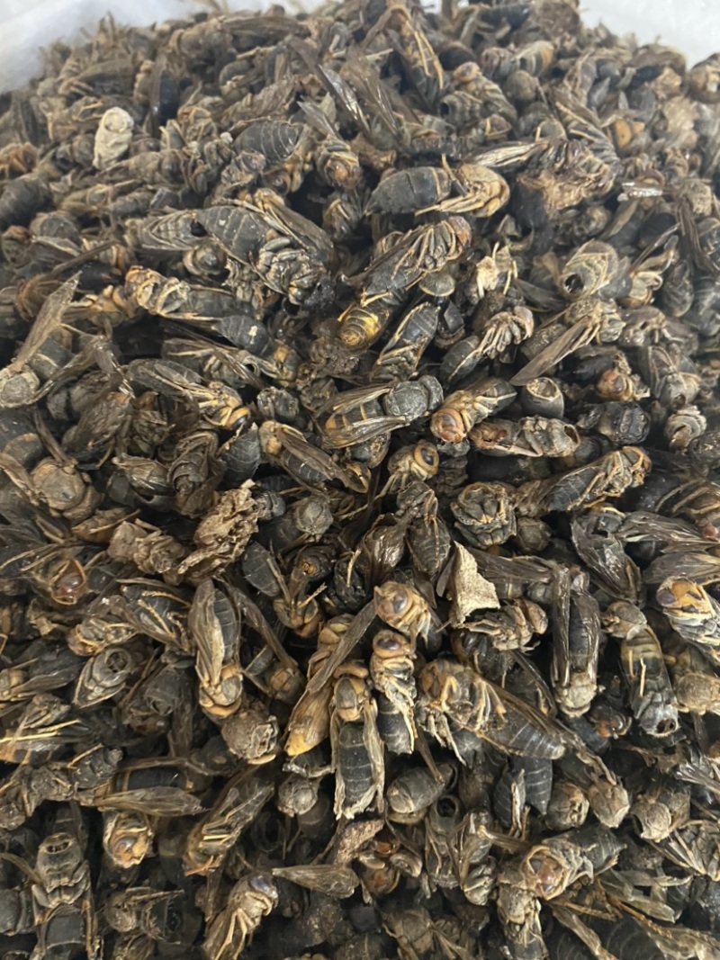 【特级正品】马蜂中药材胡蜂酒马蜂酒干品虎头蜂泡酒料