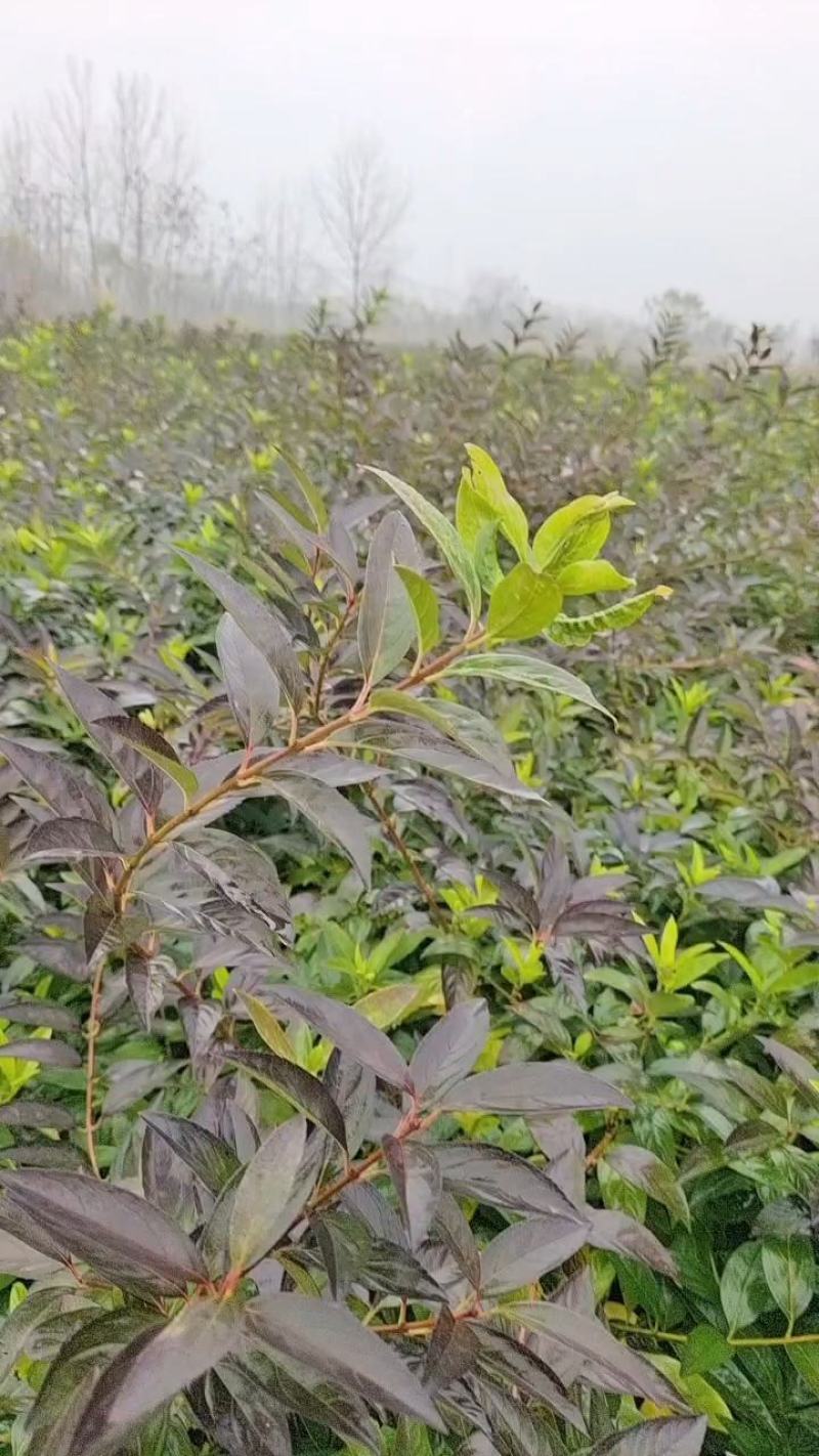 【精选】优质连翘苗可以视频看货一手货源代发全国