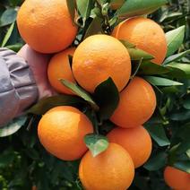 优质的蜜香橙都在果园产地直发货源稳定，欢迎咨询订购