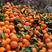 优质的蜜香橙都在果园产地直发货源稳定，欢迎咨询订购