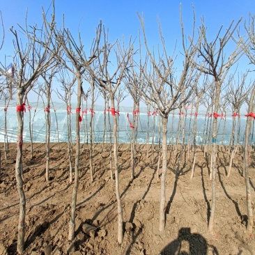 紫藤树苗，2-6公分，坤盛苗木基地现货批发