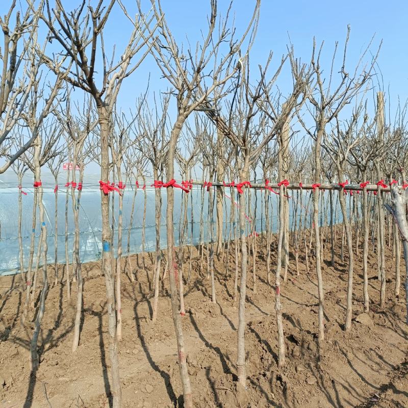 紫藤树苗，2-6公分，坤盛苗木基地现货批发