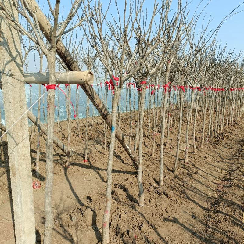 紫藤树苗，2-6公分，坤盛苗木基地现货批发