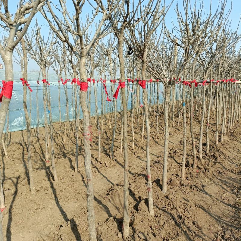 紫藤树苗，2-6公分，坤盛苗木基地现货批发