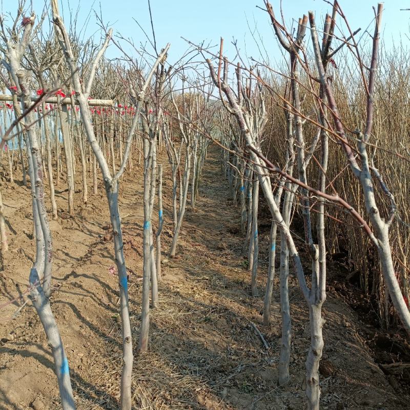 紫藤树苗，2-6公分，坤盛苗木基地现货批发