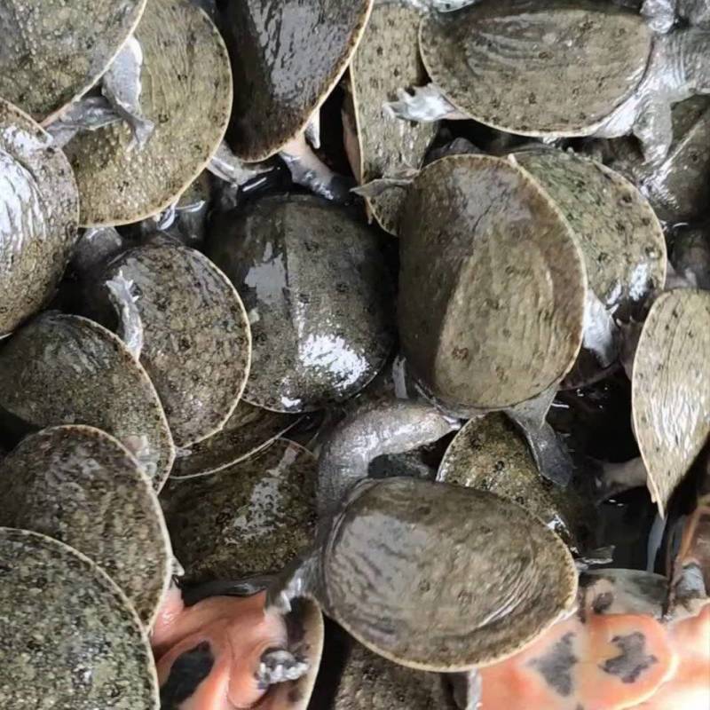 过冬苗，外塘自然冬眠，大规格10克到20克左右，适合水库