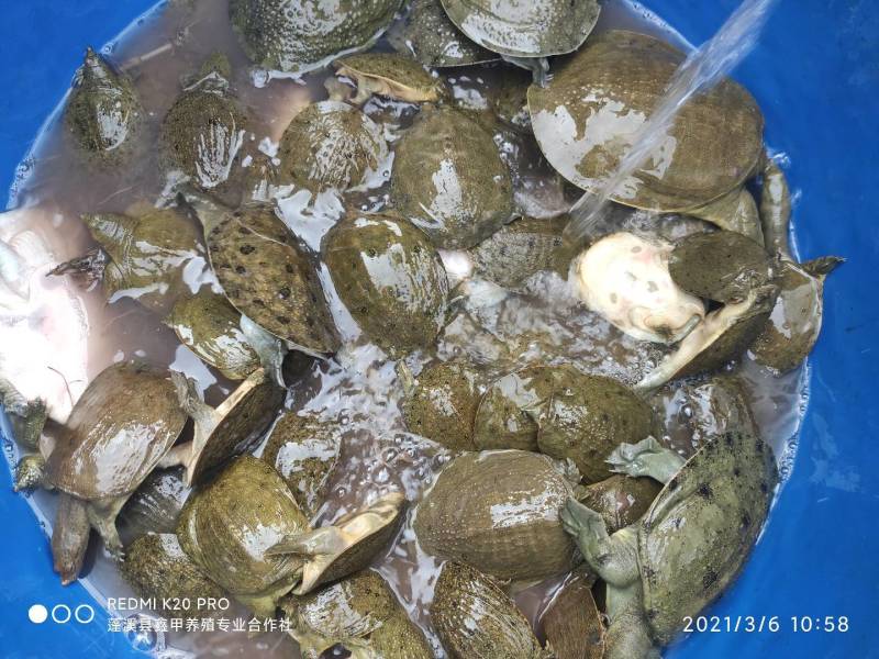 过冬苗，外塘自然冬眠，大规格10克到20克左右，适合水库