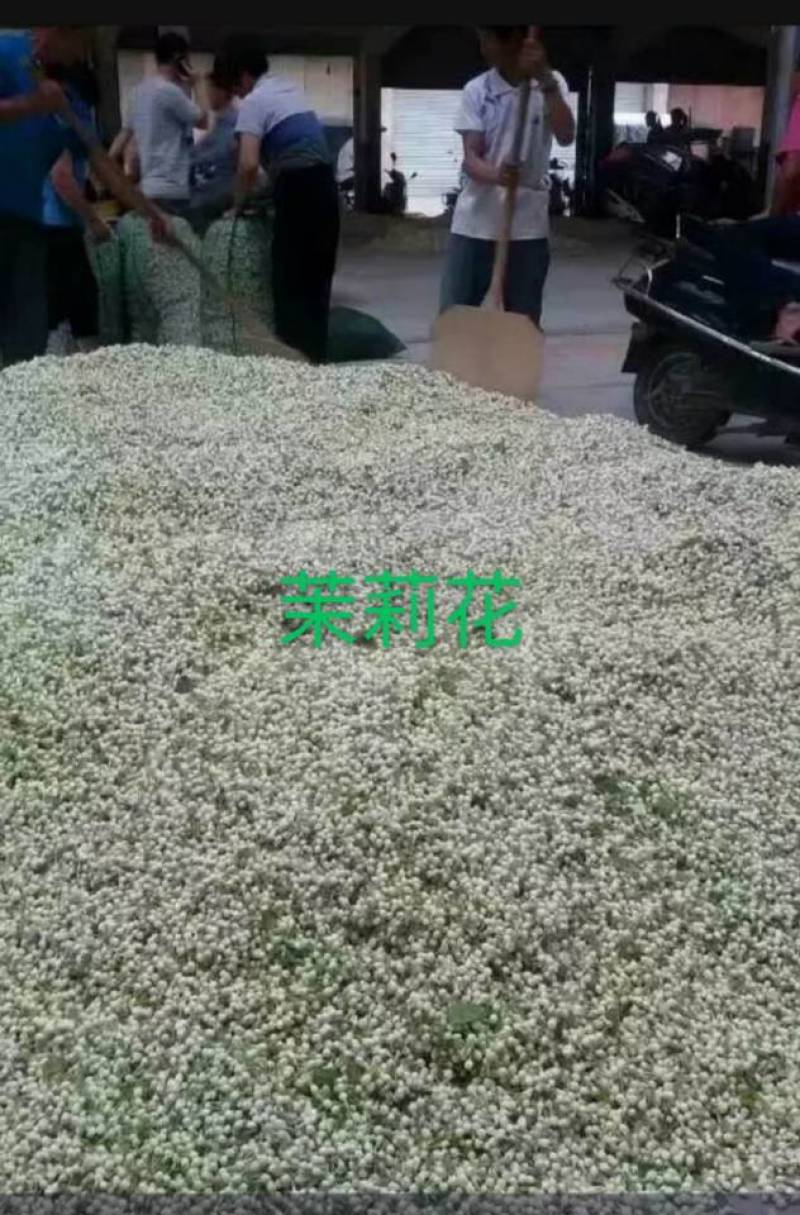 茉莉花提取液，本地小花茉莉，带露赶早采摘茉莉