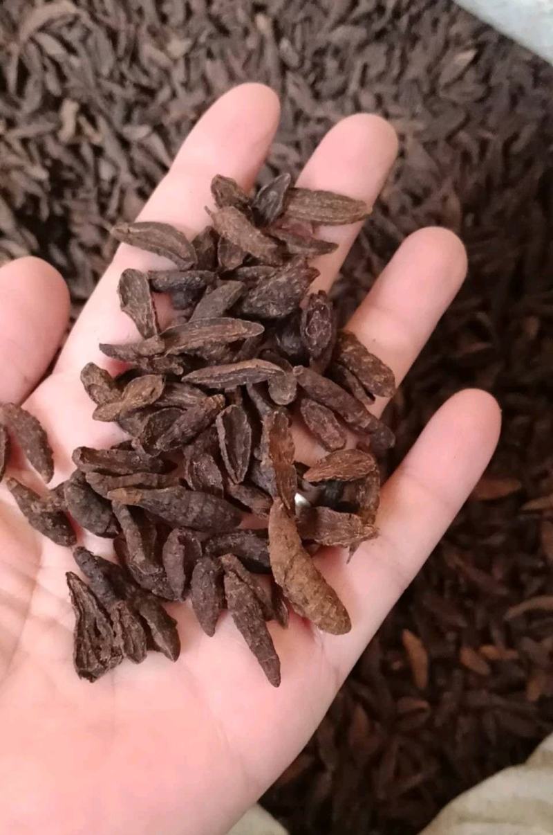 香附个各种中药材批发质量保证产地直销香附