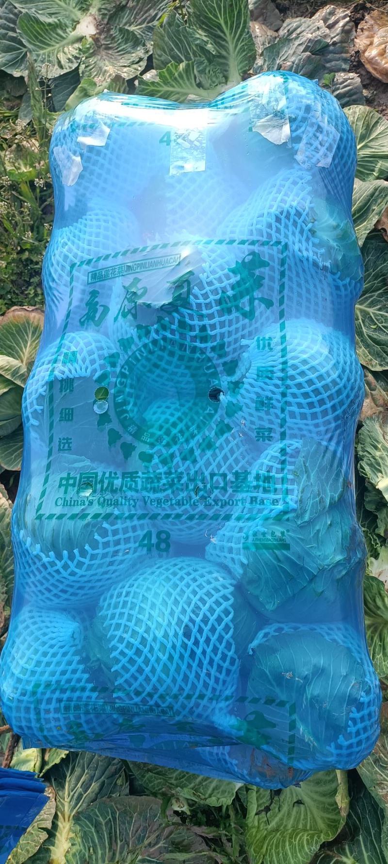 基地直供优质甘蓝