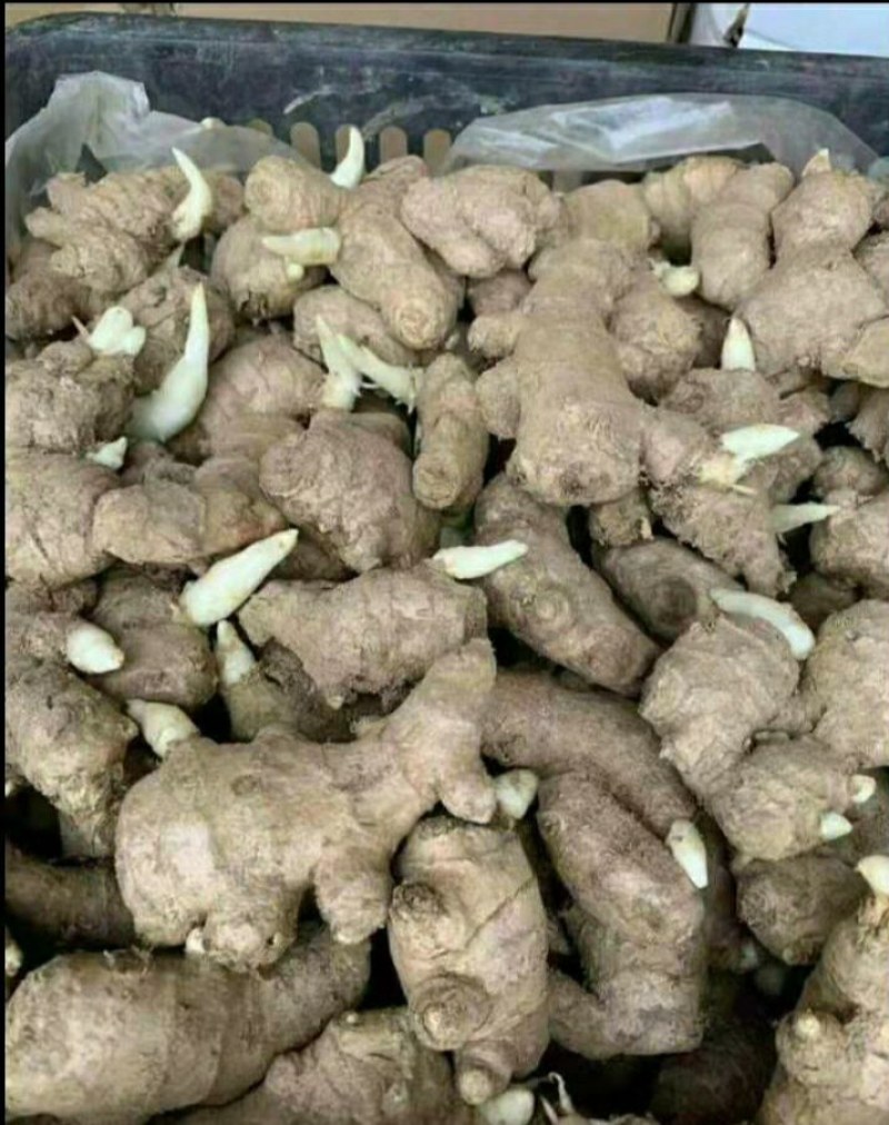 山东产地高产姜种出售