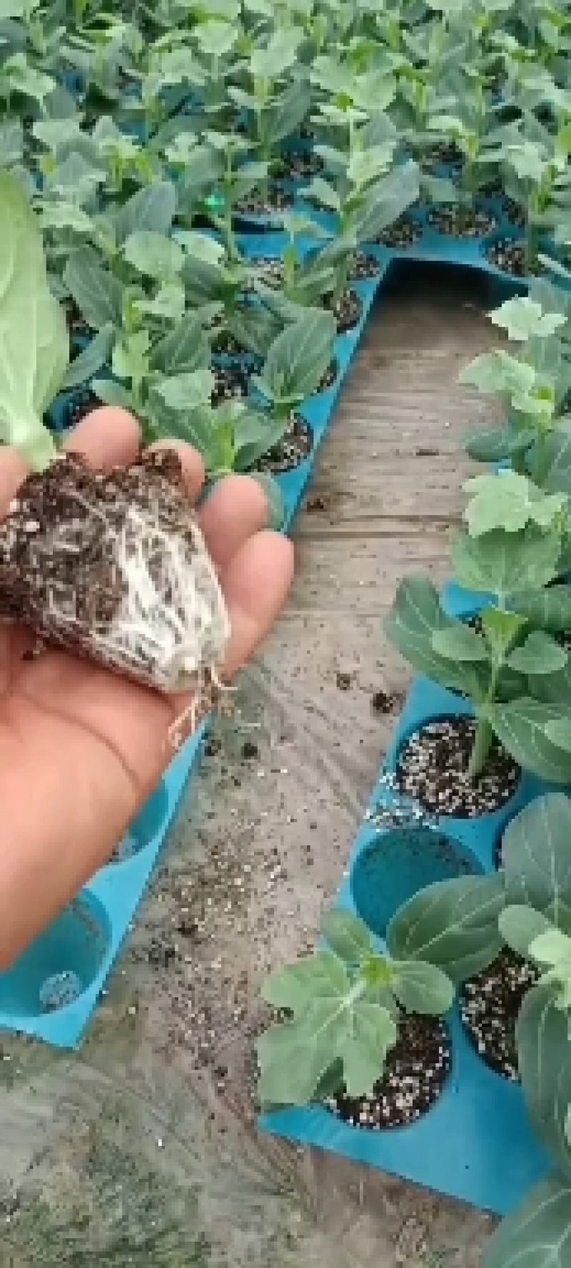 供应西瓜嫁接苗