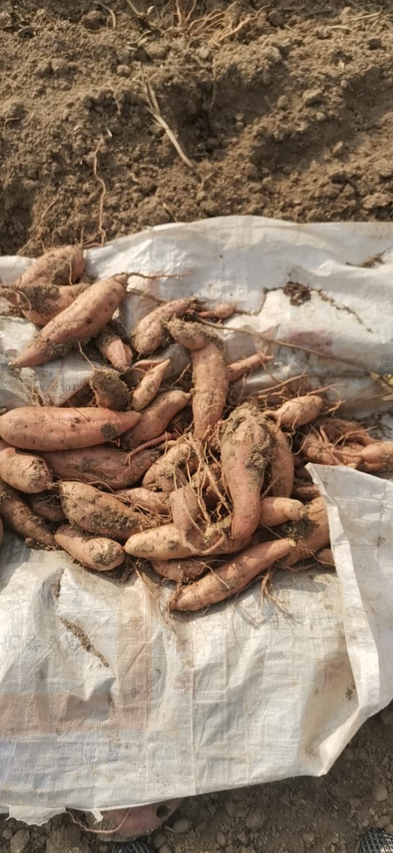 安徽精品哈密红薯大量上市，产地一手货源，规格多样欢迎选购