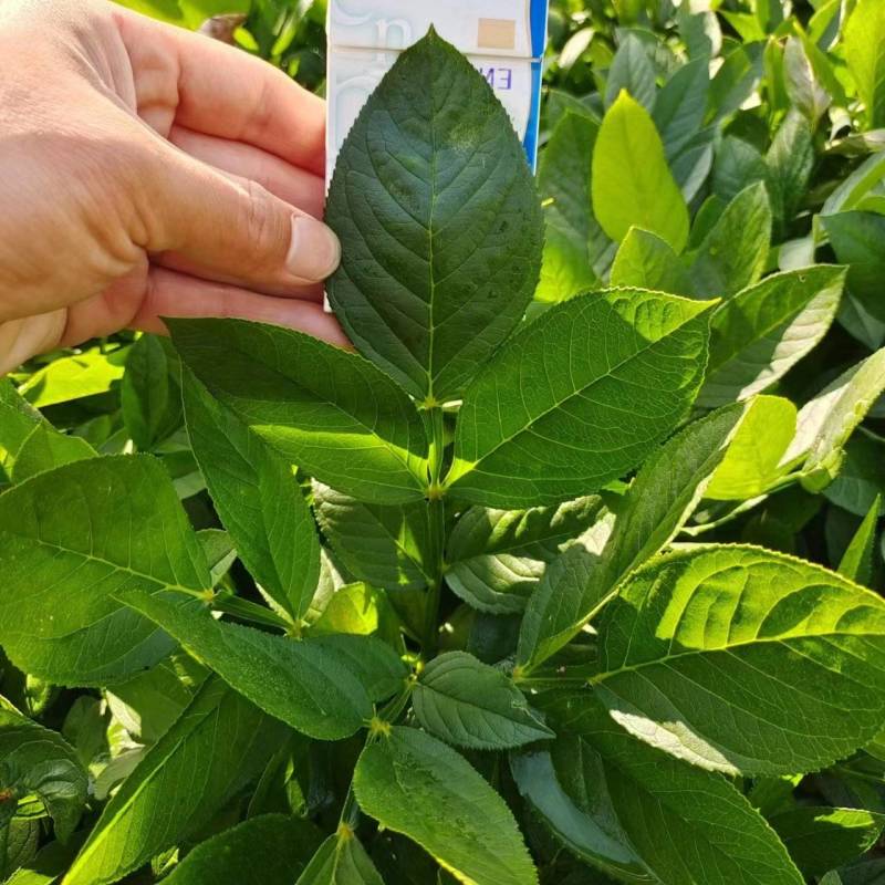 阔叶白鲜皮二年苗，基地货源质量保证量大，从优电联