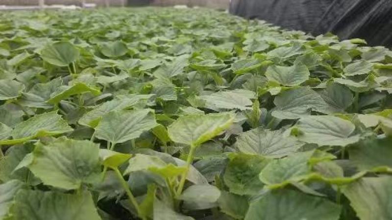 黄瓜苗常年有苗，一手货源，自己的基地供货欢迎各地客商订货