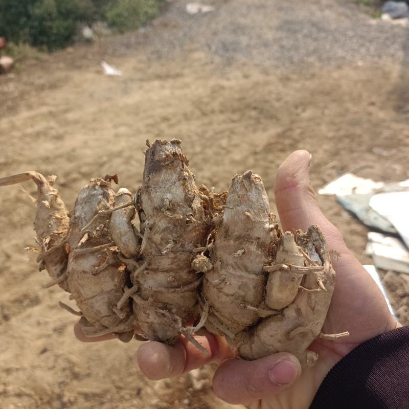 郁金头又名莪术头中药材种苗