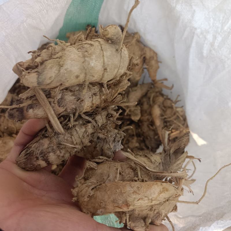 郁金头又名莪术头中药材种苗