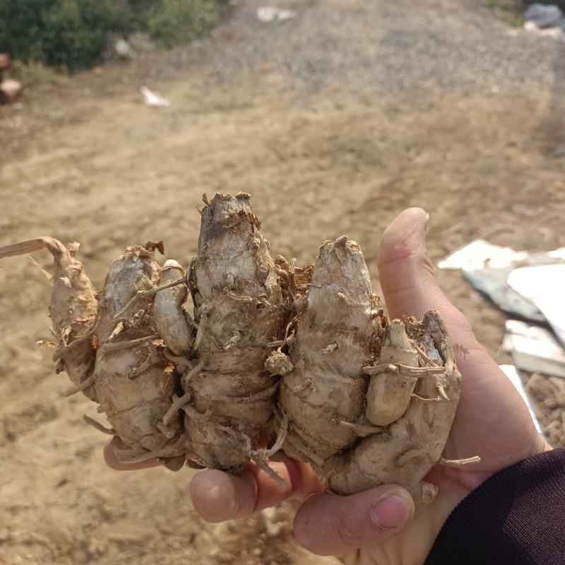 郁金头又名莪术头中药材种苗