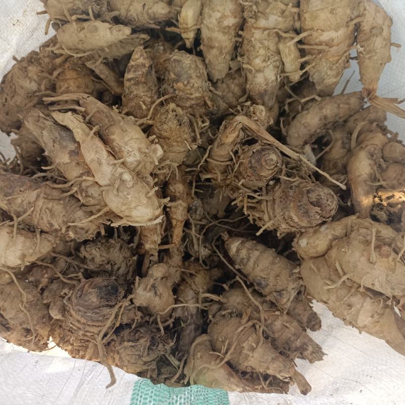 郁金头又名莪术头中药材种苗