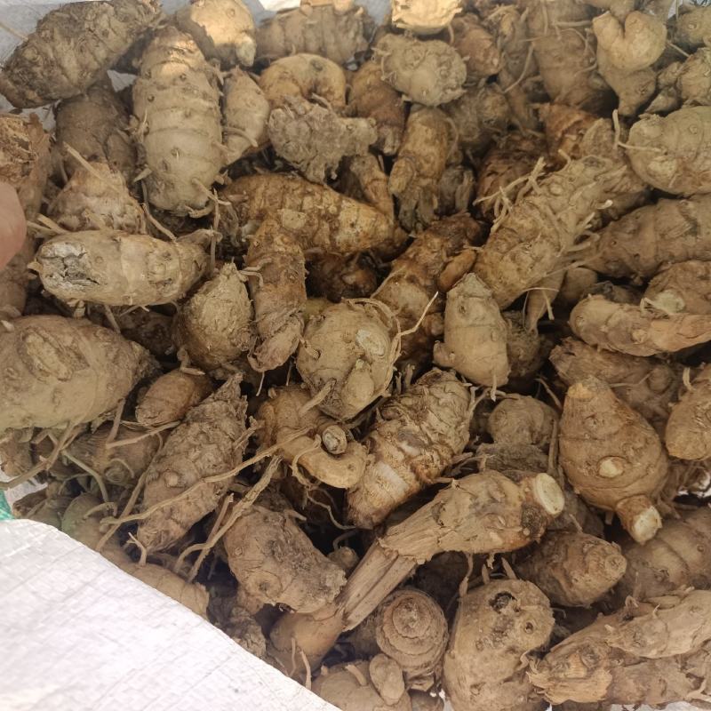 郁金头又名莪术头中药材种苗