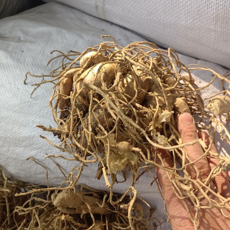 郁金头又名莪术头中药材种苗