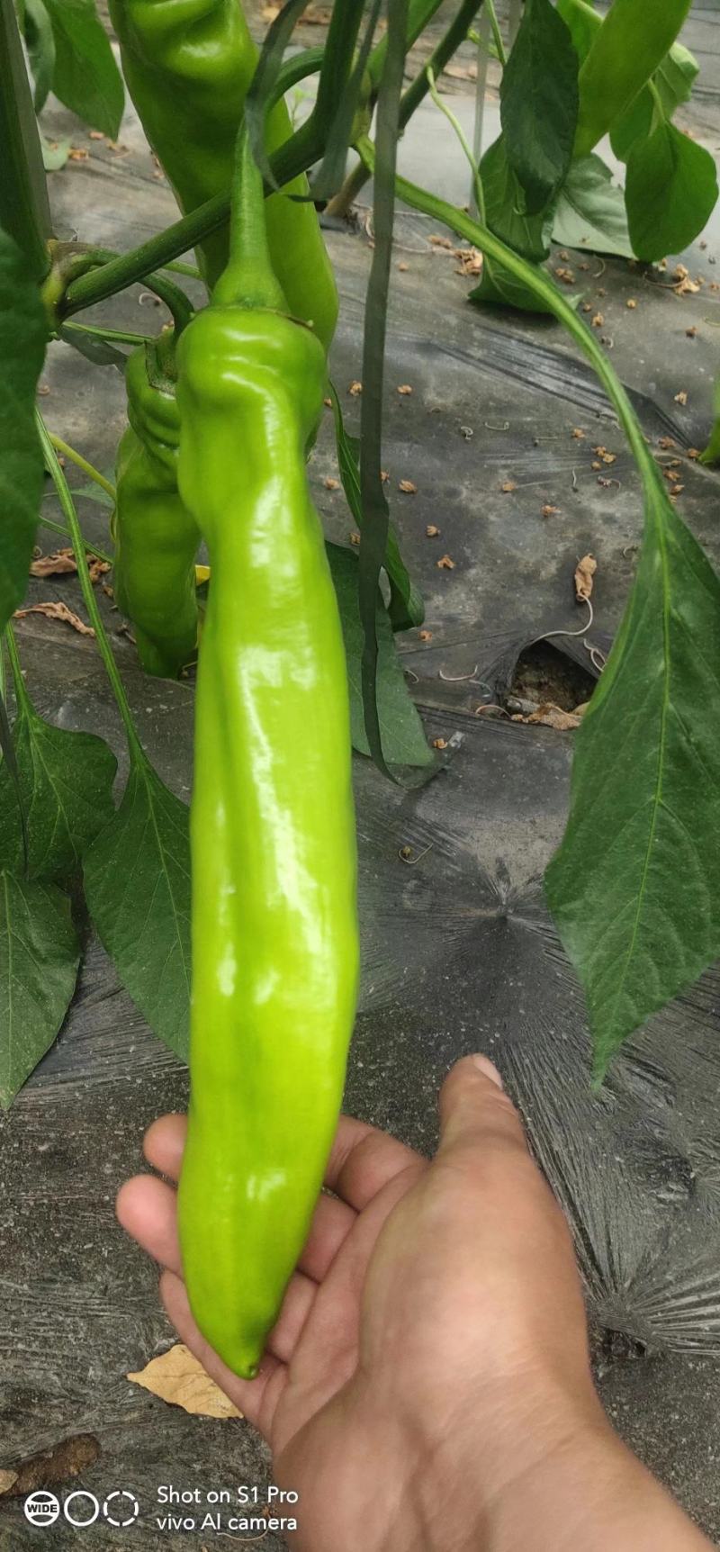 尖椒苗菜椒苗，一手货源，自己的基地供货欢迎各地客商订货