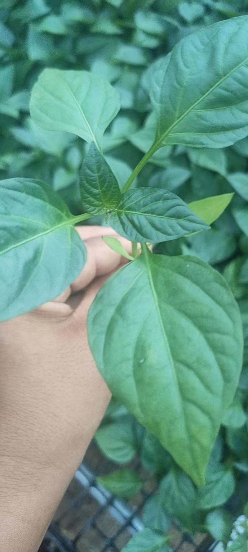 尖椒苗菜椒苗，一手货源，自己的基地供货欢迎各地客商订货